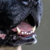 Effective Strategies for a Fresh-Mouthed Canine