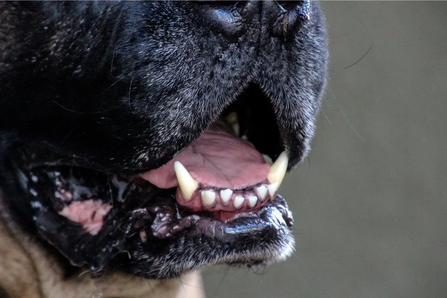 Effective Strategies for a Fresh-Mouthed Canine