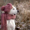 Winter is Coming! Here’s How to Prep Your Outdoor Dog for the Cold