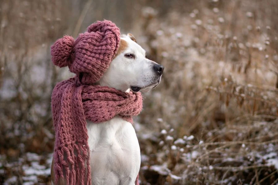 Winter is Coming! Here’s How to Prep Your Outdoor Dog for the Cold