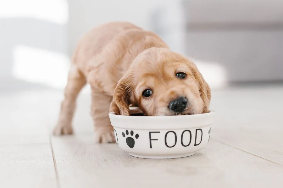 Picky Pooch Problems? How to Turn Your Fussy Eater into a Foodie!