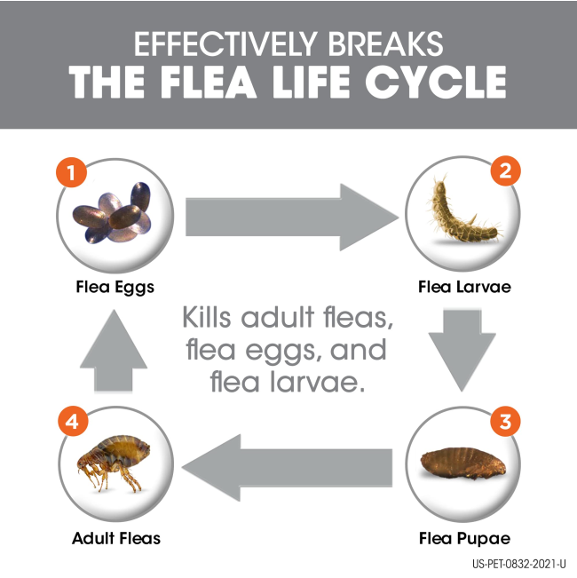 Frontline-plus-flea-cycle