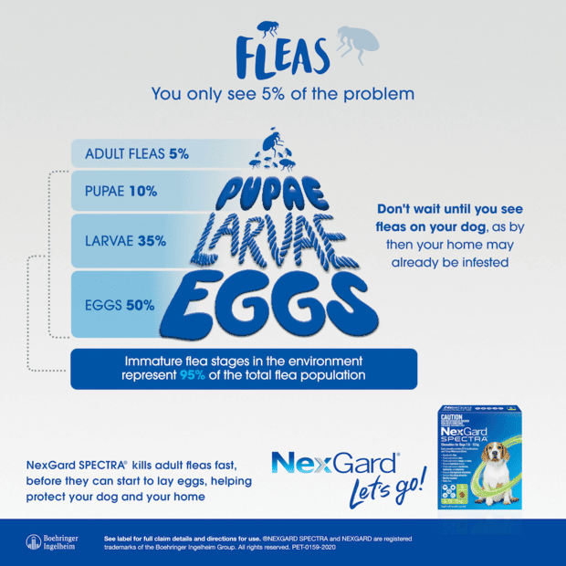 nexgard-spectra-very-small-dog___7