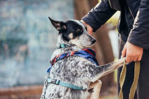 Adopting a Rescue Dog? Here’s How to Make Their First Days Comfortable.