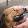 Heartworm Prevention Guide: Protecting Your Dog in 2025.