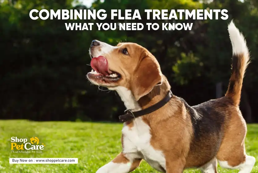 Combining Flea Treatments for Dogs? – Safe Practices, Popular FAQs’ & Tips